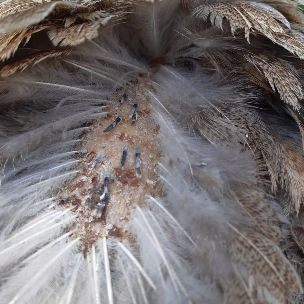 Poule morte