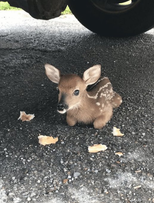 Littlest baby deer! Babyde10