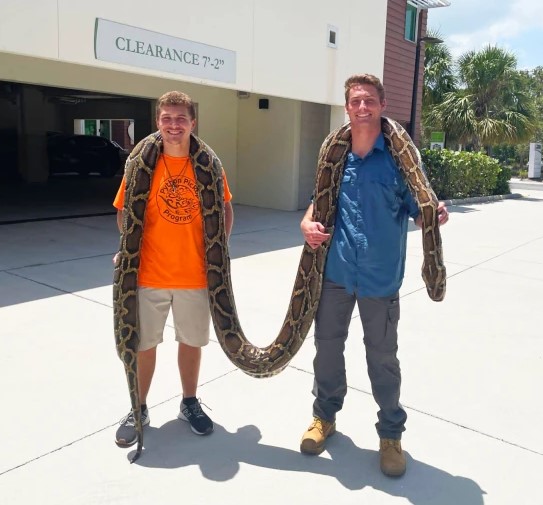 Hunters nab 19-foot-long Burmese python. Python10