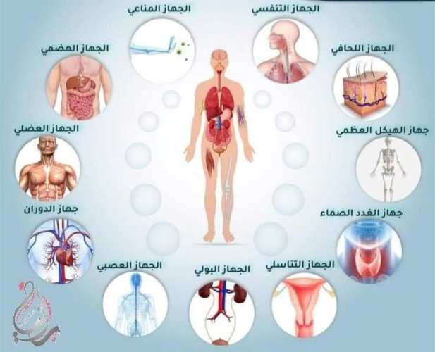  المفهوم الثاني "جسم الأنسان كنظام" علوم الصف السادس أ. رانيا سمير  5_img_22