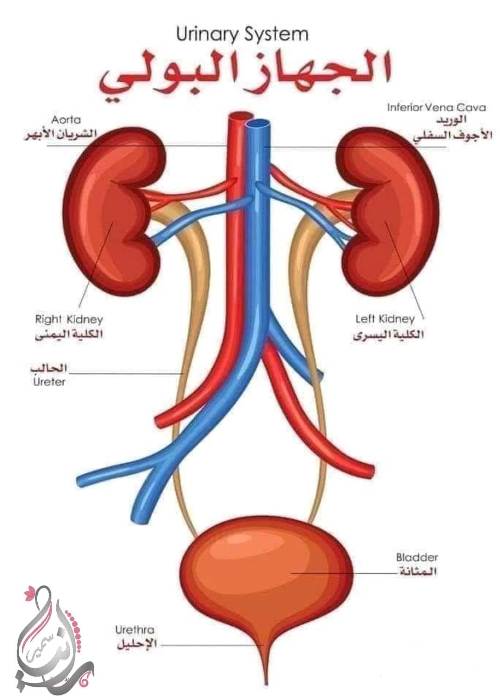  المفهوم الثاني "جسم الأنسان كنظام" علوم الصف السادس أ. رانيا سمير  6_img_20