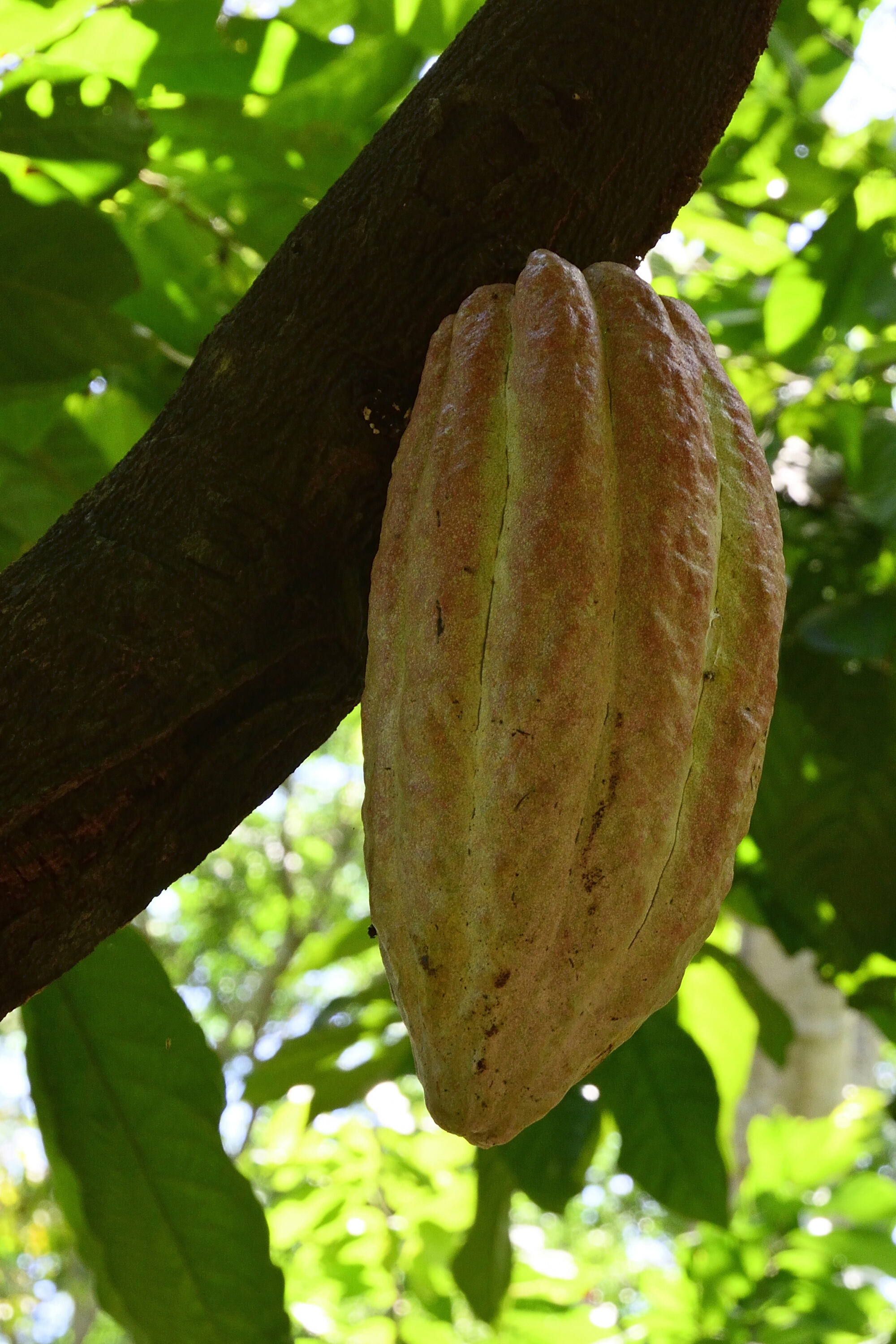 Carnet de voyage: 3 semaines dans le nord de Madagascar _dsc0320