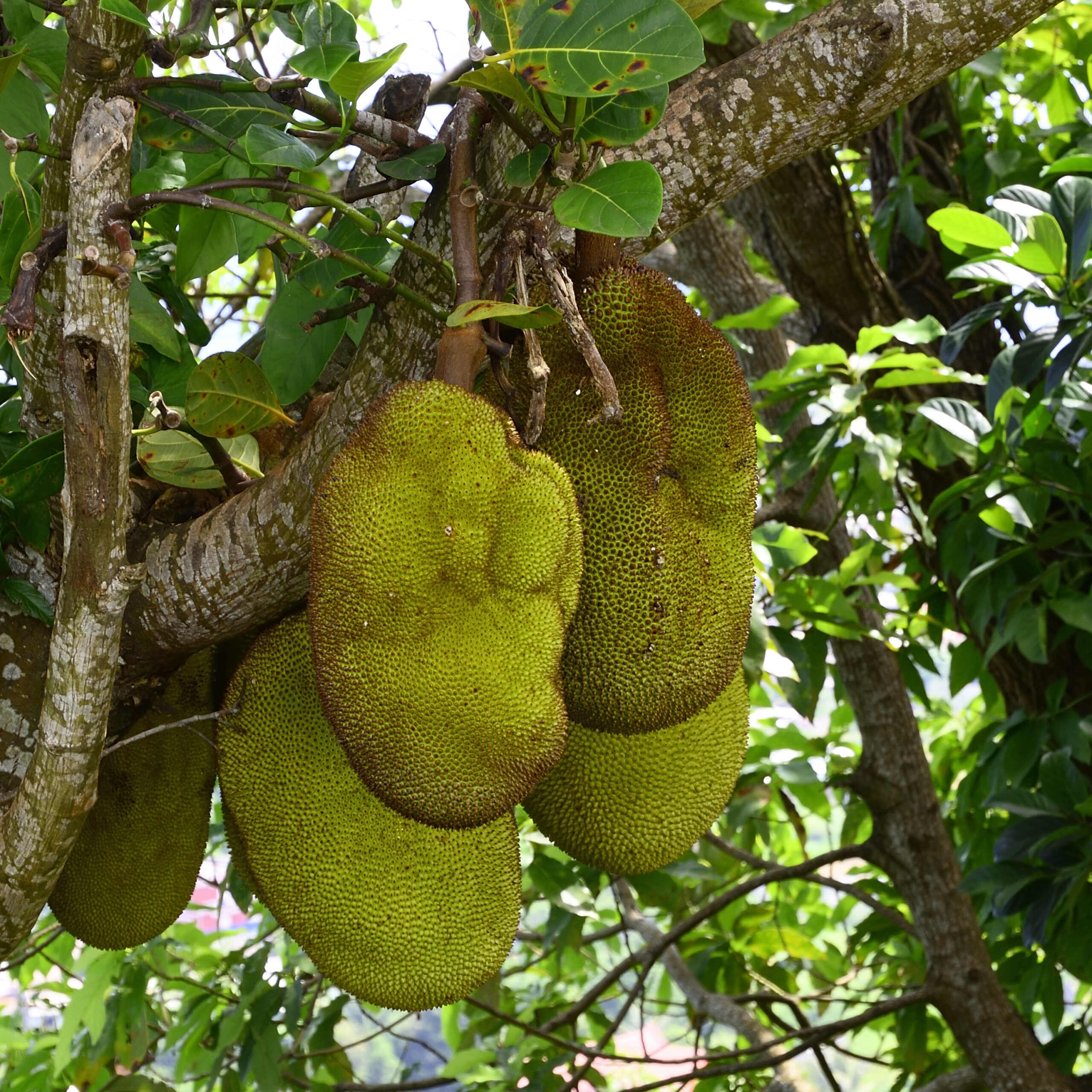 Carnet de voyage: 3 semaines dans le nord de Madagascar _dsc0423