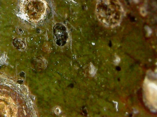 Метеорит с Черноморского  побе S2023120