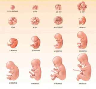 Le développement de fœtus pendant la grossesse  Inboun25