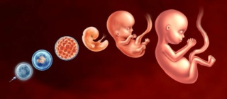 Le développement de fœtus pendant la grossesse  Inboun26