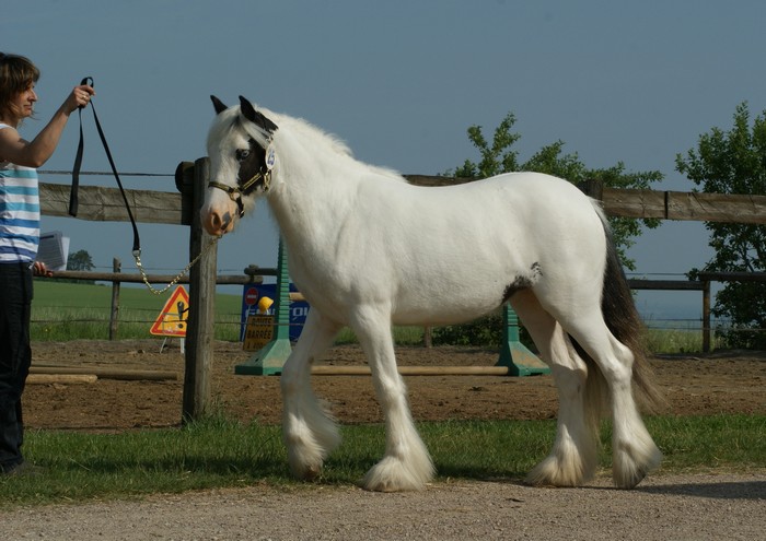 Mes photos du concours GCS au Vallon - suite p2 Dsc09630