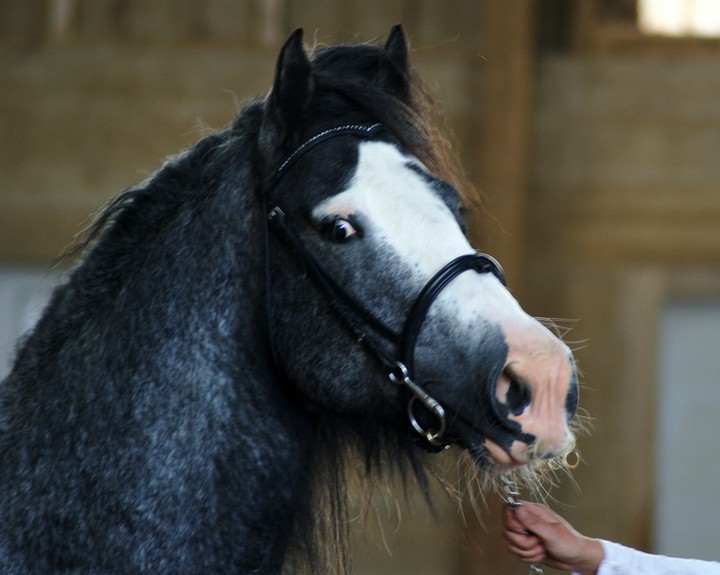 Mes photos du concours GCS au Vallon - suite p2 Dsc09713