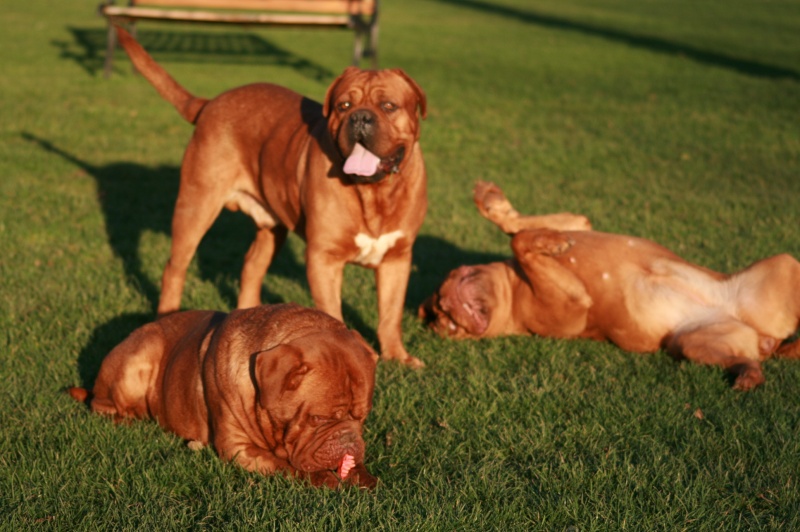 mes  amours  de  dogue de  bordeaux Img_7210