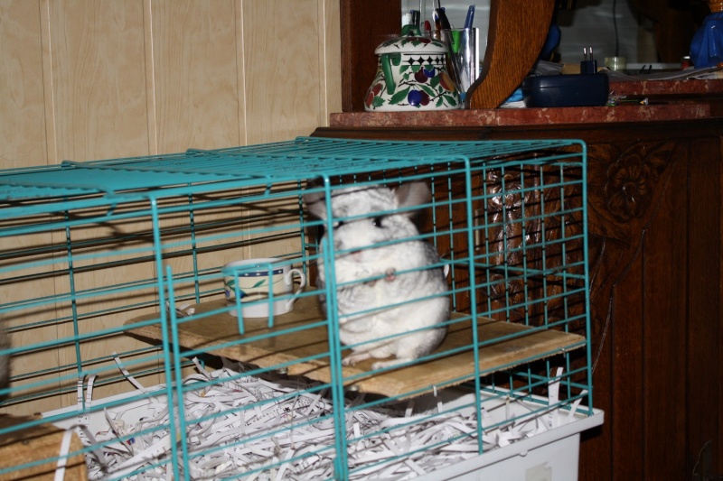 Mes chinchillas, Bounty et Caramel Img_0311