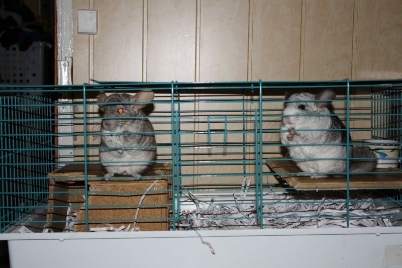 Mes chinchillas, Bounty et Caramel Img_0312