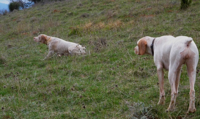 Mes 3 B.du Bourbonnais , ... entraînement , chasse ... P1000236