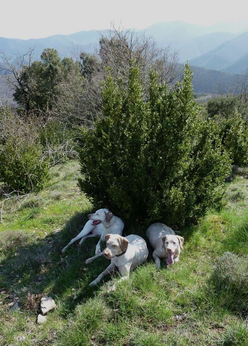 Mes 3 B.du Bourbonnais , ... entraînement , chasse ... P1000611