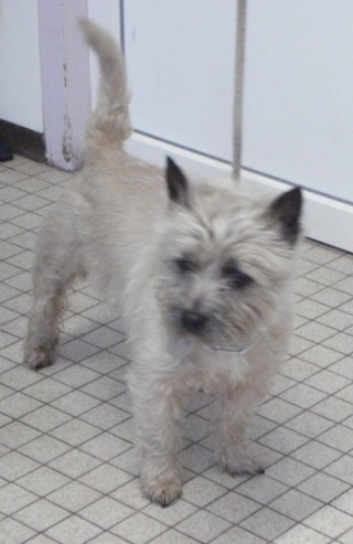 petit cairn terrier 4 ans (lille 59) 0121111