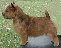 Urgent NORWICH TERRIERS cherchent famille 512