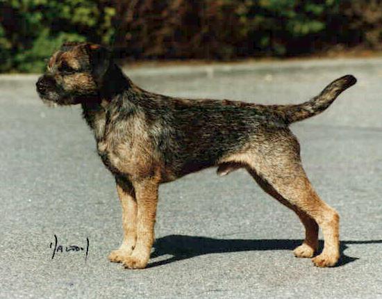 Couleurs de nos Border Terriers - Page 4 Grison10