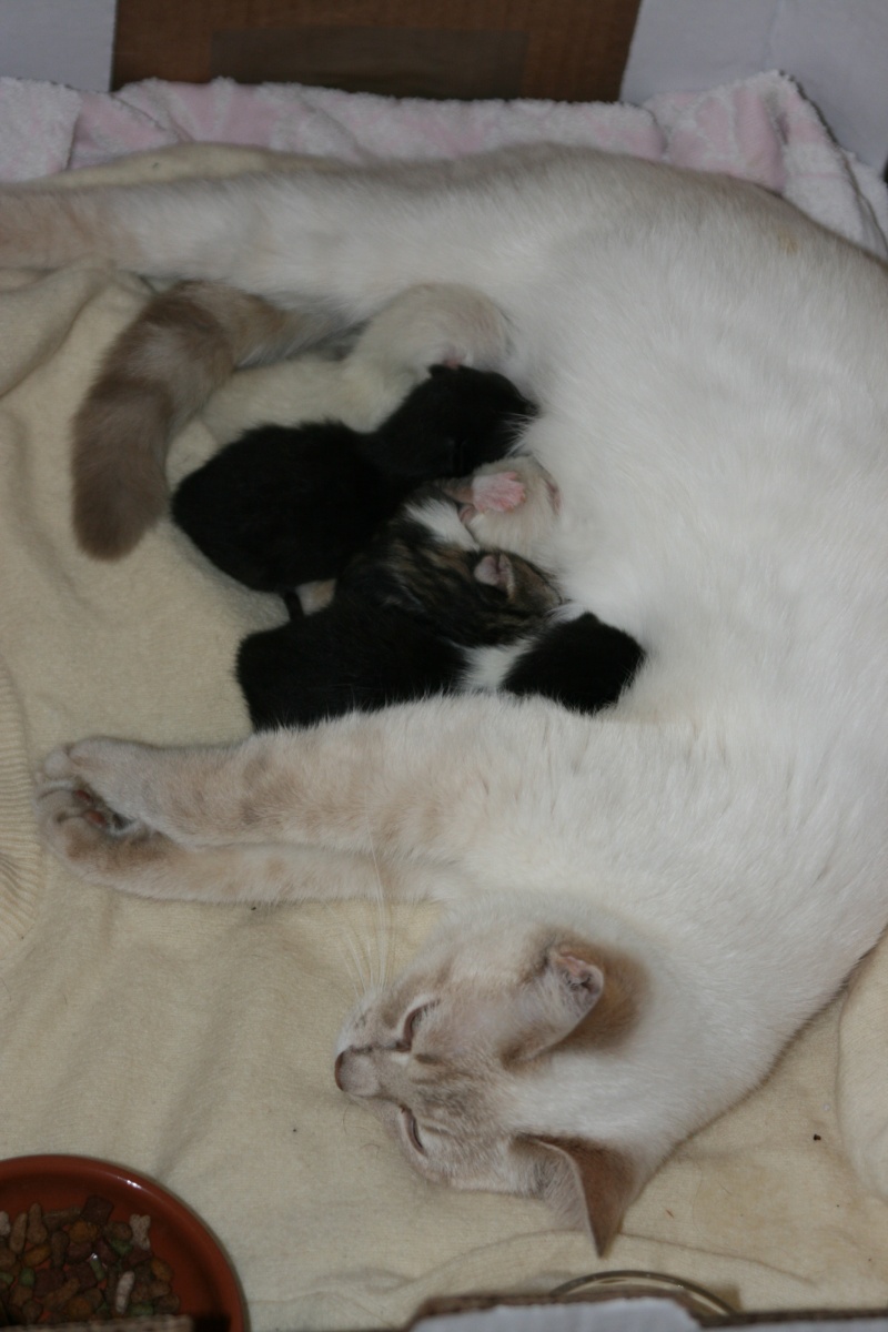 5 chatons pour bonne famille Img_7111