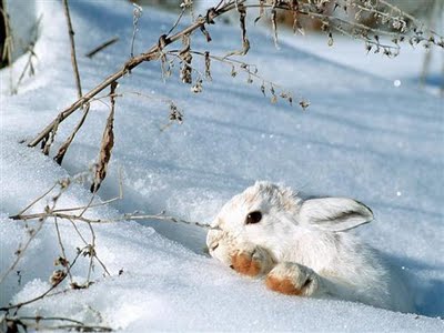 Images d'actu des animaux  - Page 2 Lapin-10