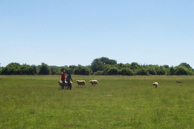 Nous, on va aller voir les moutons! - Page 2 100_6919