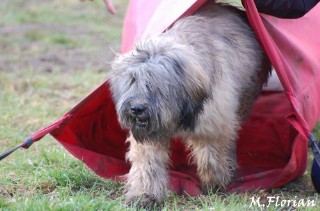 devenir du chiot non confirmable Foto-a10