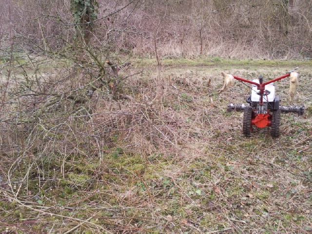 La jungle en futur jardin Photo040