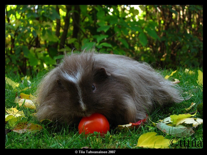 Animaux Cocohn11