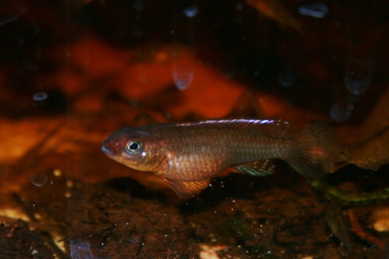 Congochromis dimidiatus 01016