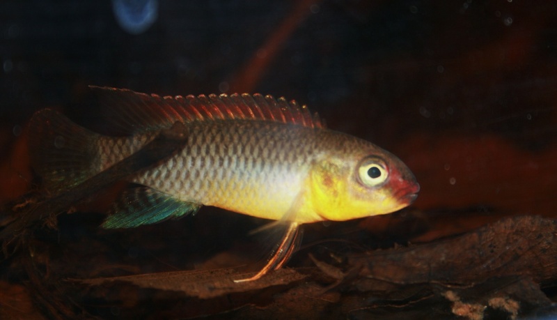 Congochromis dimidiatus 02314