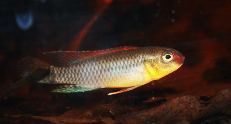 Congochromis dimidiatus 02414
