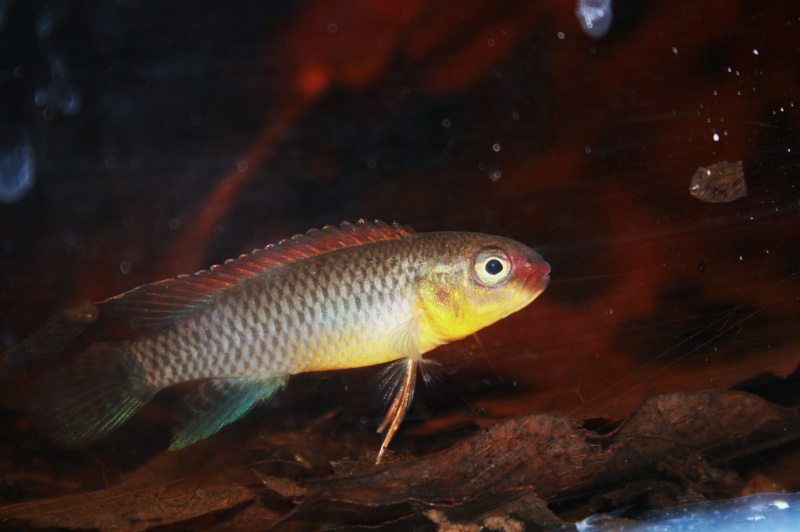Congochromis dimidiatus 02511