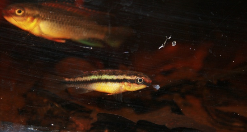 Congochromis dimidiatus 02711