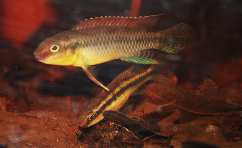 Congochromis dimidiatus 02913