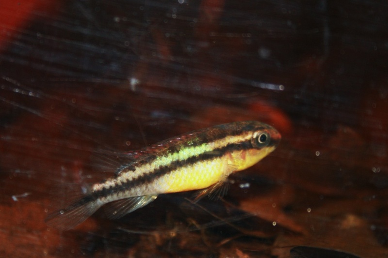 Congochromis dimidiatus 03311