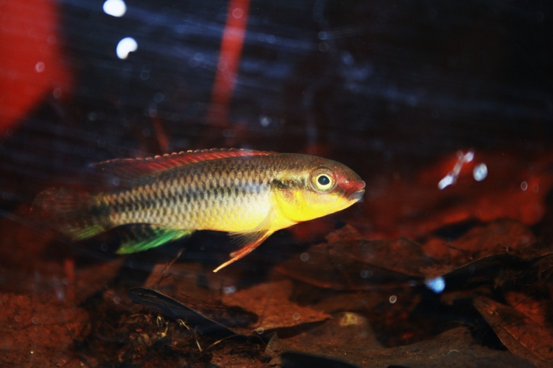 Congochromis dimidiatus 03611