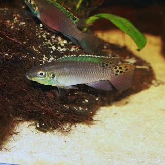 Enigmatochromis lucanusi 04813