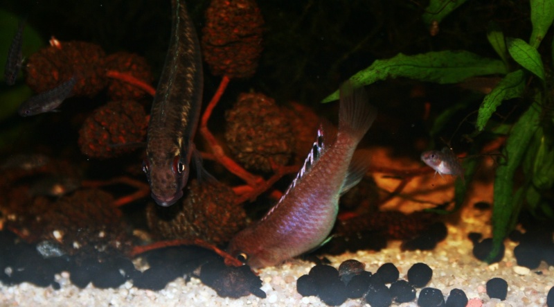 Congochromis sabinae 05918