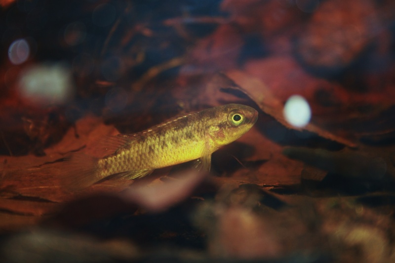 Congochromis dimidiatus 06012