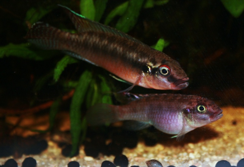 Congochromis sabinae 06214