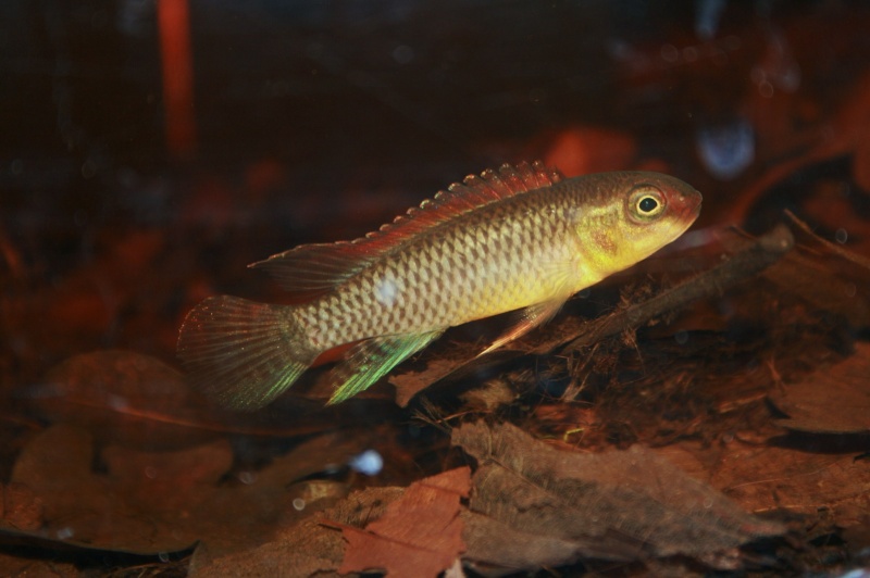 Congochromis dimidiatus 06611