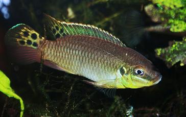 Enigmatochromis lucanusi 06612