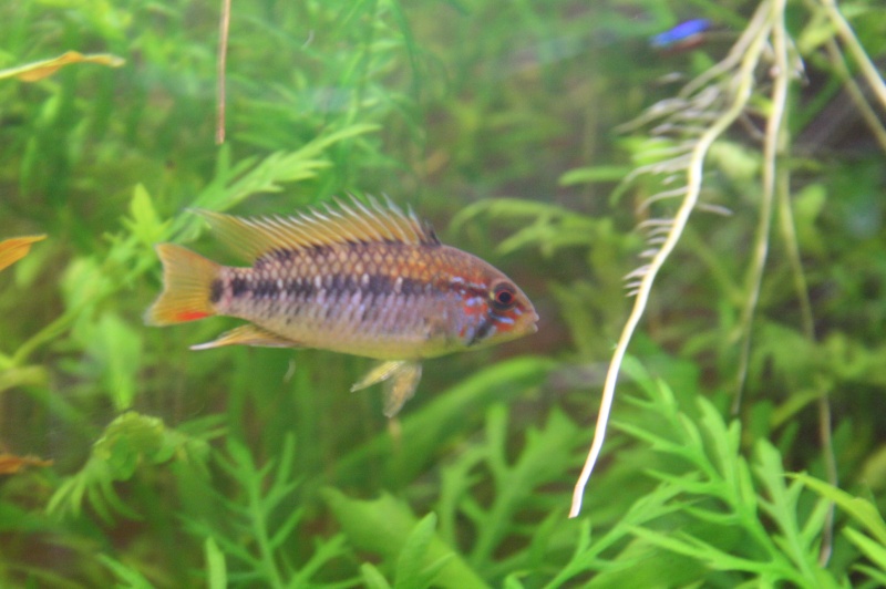 apisto viejita ponte 09010