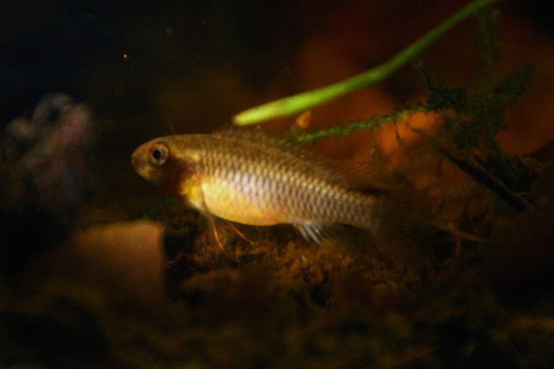 Congochromis dimidiatus 10915