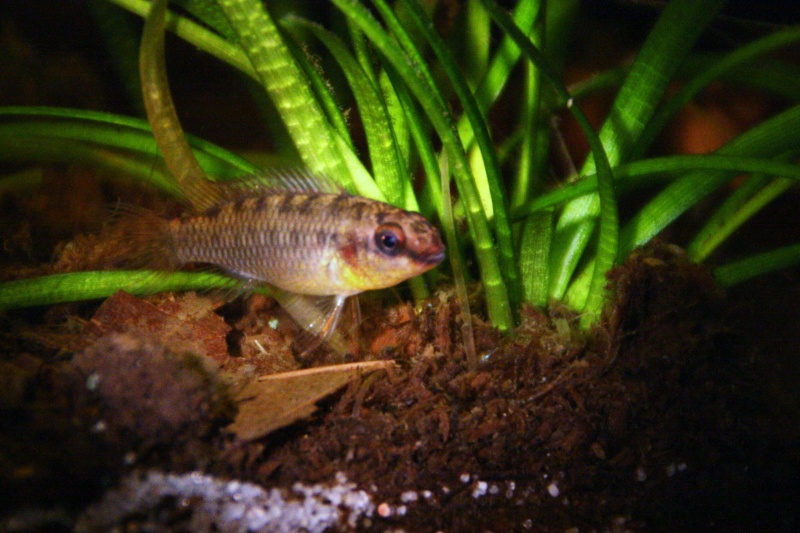 Congochromis dimidiatus 11013