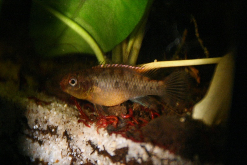 Congochromis dimidiatus 11316