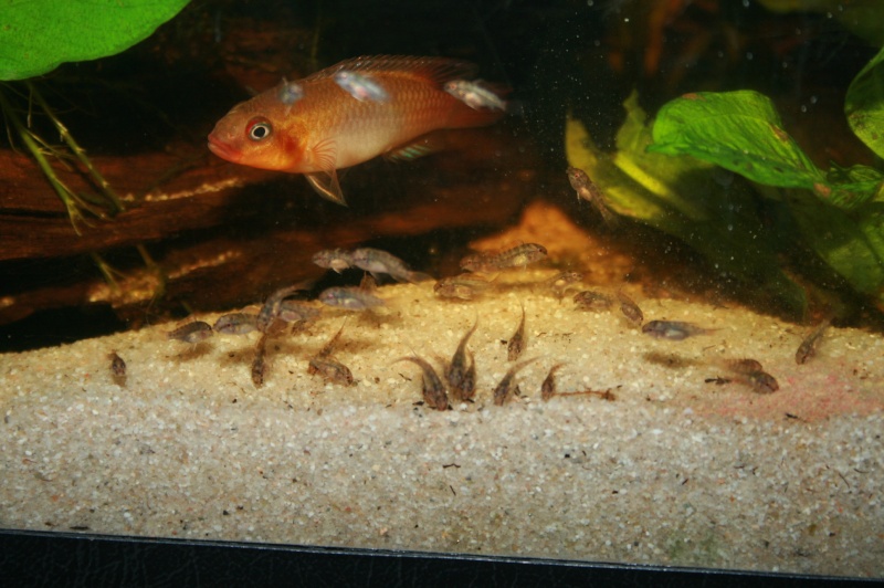 Congochromis sabinae 14412