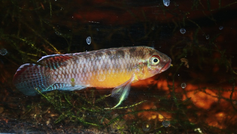 Congochromis sabinae 16610