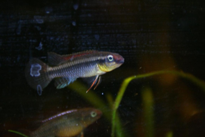 Congochromis dimidiatus 31810