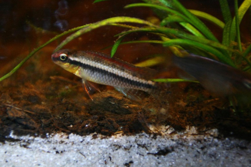 Congochromis dimidiatus 32910