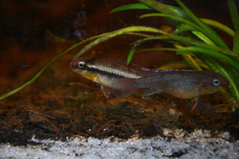 Congochromis dimidiatus 33010