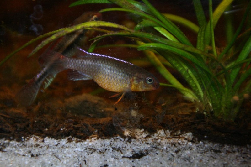 Congochromis dimidiatus 33211